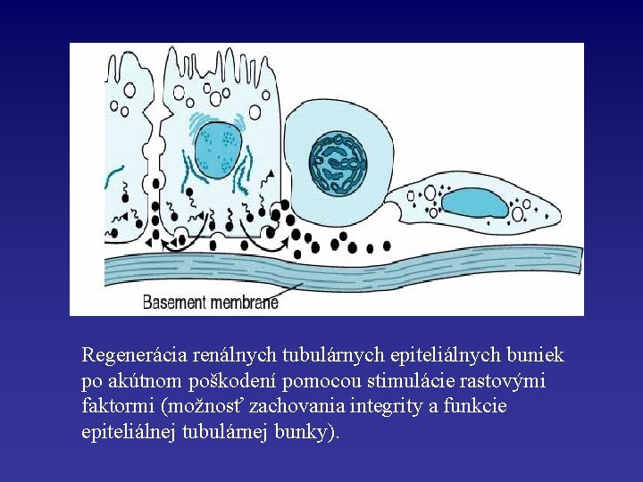 Regenerácia renálnych tubulárnych epiteliálnych buniek po akútnom poškodení pomocou stimulácie rastovými faktormi (možnosť zachovania