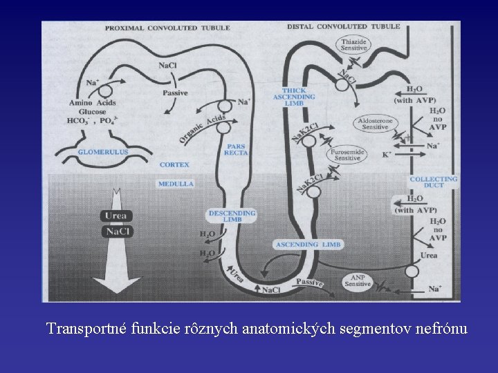 Transportné funkcie rôznych anatomických segmentov nefrónu 