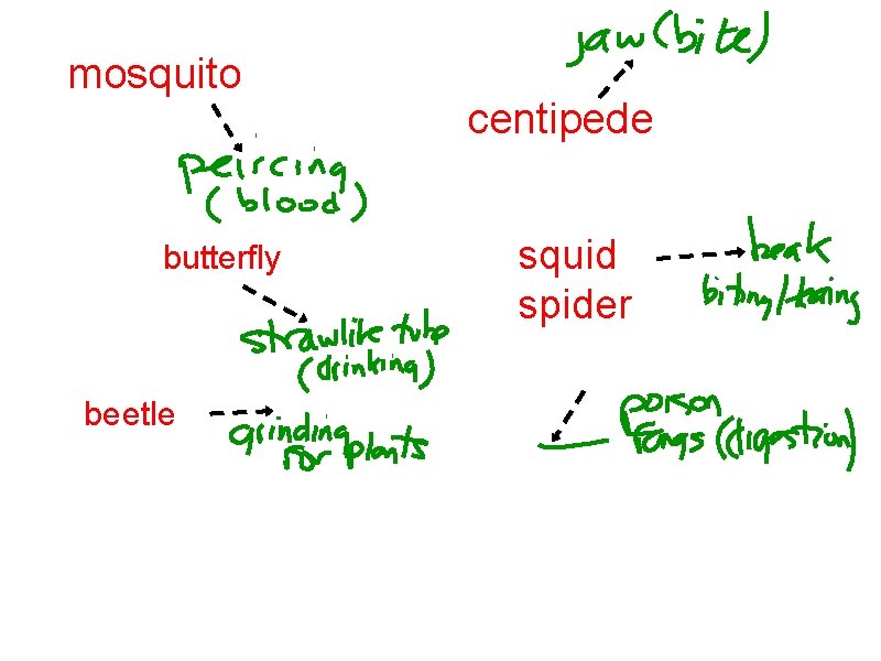 mosquito butterfly beetle centipede squid spider 