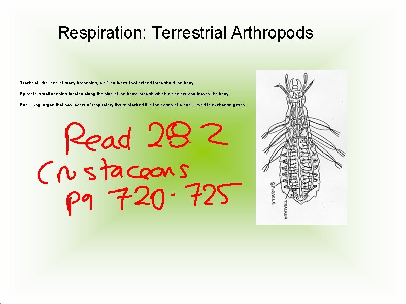Respiration: Terrestrial Arthropods Tracheal tube: one of many branching, air-filled tubes that extend throughout