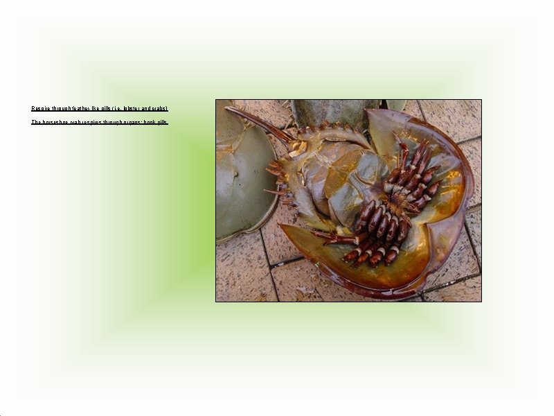 Respire through feather-like gills (i. e. lobster and crabs) The horseshoe crab respires through