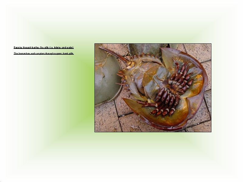 Respire through feather-like gills (i. e. lobster and crabs) The horseshoe crab respires through Respire through feather-like gills (i. e. lobster and crabs) The horseshoe crab respires through