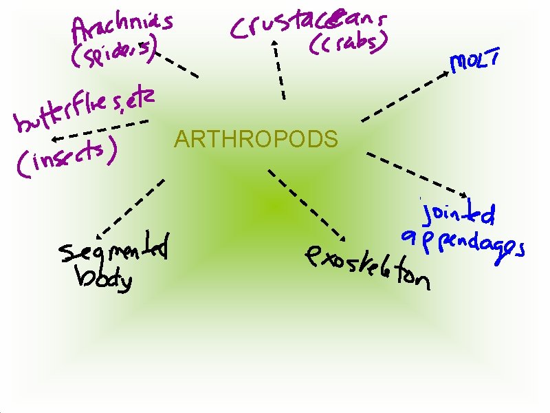 ARTHROPODS 