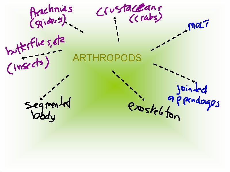ARTHROPODS ARTHROPODS