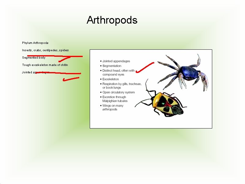 Arthropods Phylum Arthropoda Insects, crabs, centipedes, spiders Segmented body Tough exoskeleton made of chitin