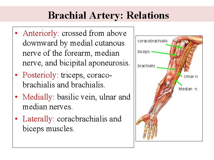  Brachial Artery: Relations • Anteriorly: crossed from above downward by medial cutanous nerve