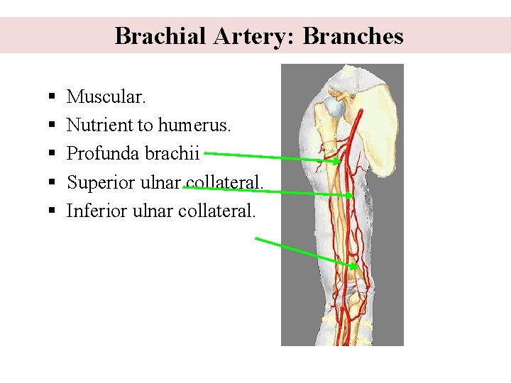  Brachial Artery: Branches § § § Muscular. Nutrient to humerus. Profunda brachii Superior