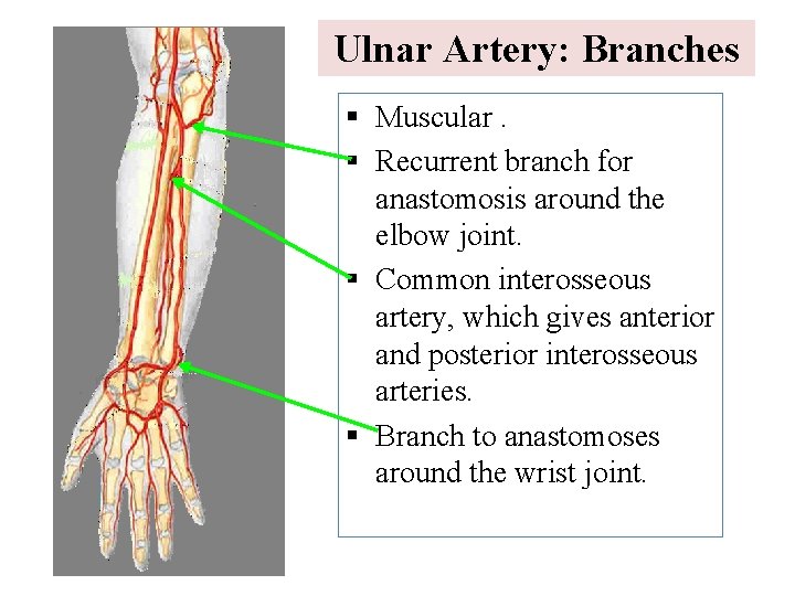 Ulnar Artery: Branches § Muscular. § Recurrent branch for anastomosis around the elbow joint.