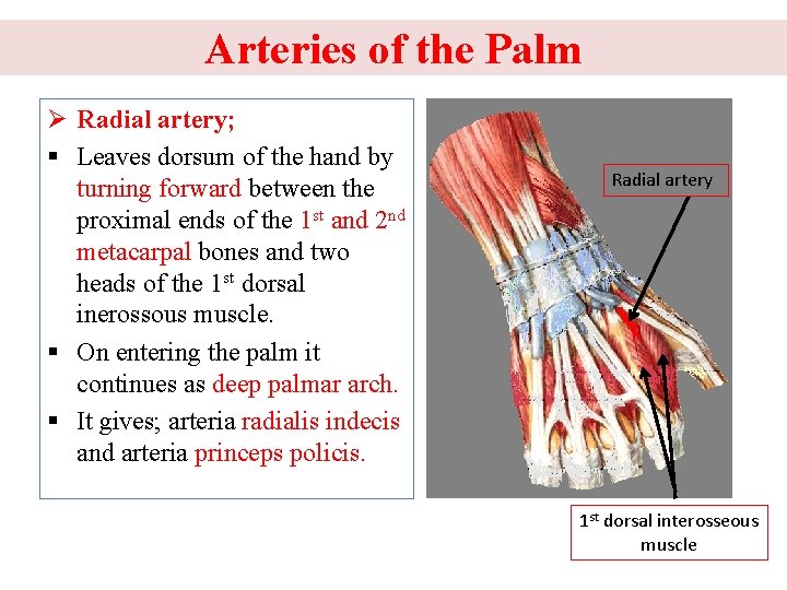 Arteries of the Palm Ø Radial artery; § Leaves dorsum of the hand by