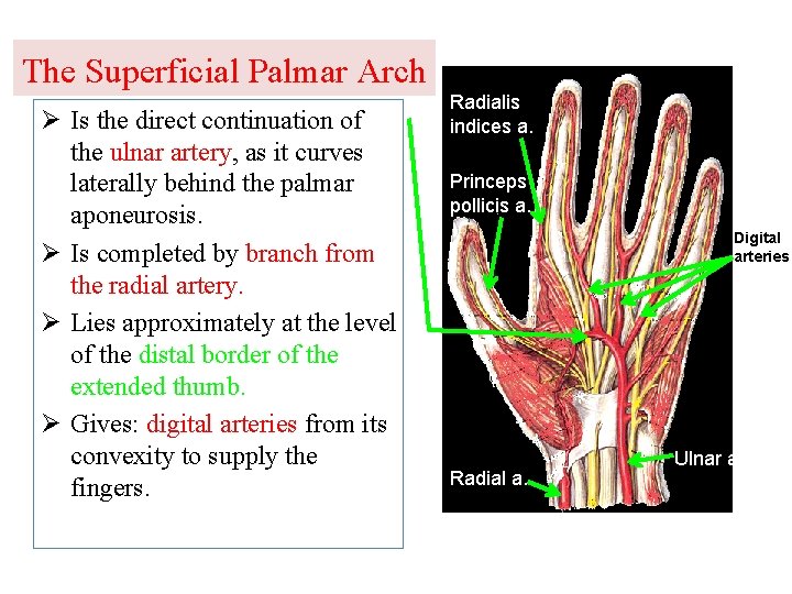 The Superficial Palmar Arch Ø Is the direct continuation of the ulnar artery, as