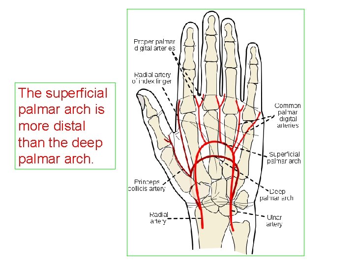 The superficial palmar arch is more distal than the deep palmar arch. 