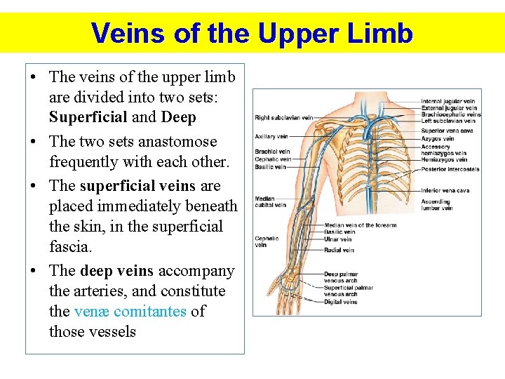 Veins of the Upper Limb • The veins of the upper limb are divided
