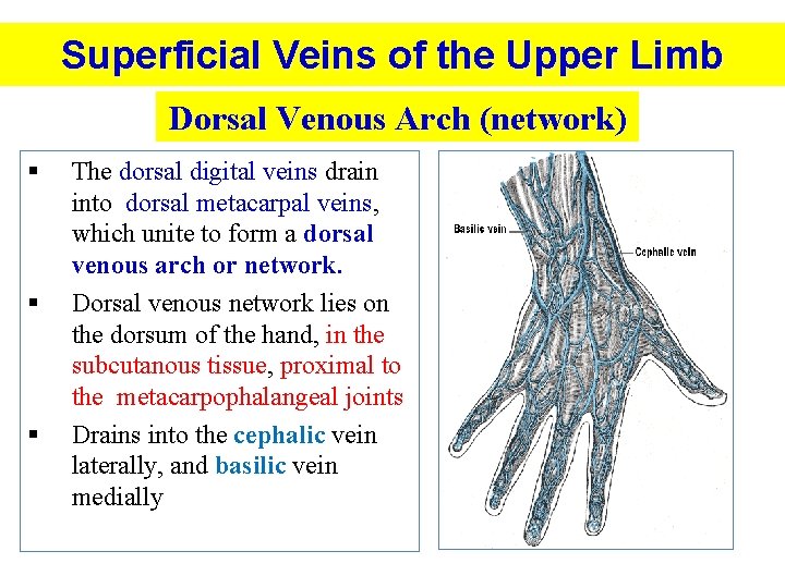 Superficial Veins of the Upper Limb Dorsal Venous Arch (network) § § § The