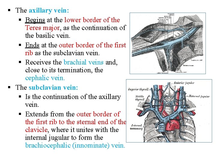 § The axillary vein: § Begins at the lower border of the Teres major,