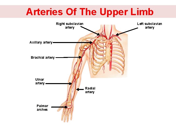  Arteries Of The Upper Limb Right subclavian artery Left subclavian artery Axillary artery