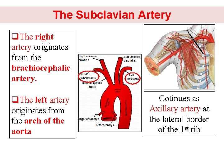 The Subclavian Artery q. The right artery originates from the brachiocephalic artery. q. The