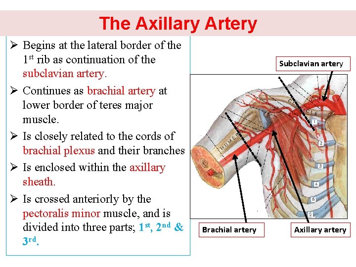 The Axillary Artery Ø Begins at the lateral border of the 1 st rib