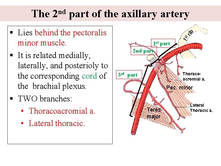 1 st part 2 nd part 1 st § Lies behind the pectoralis minor