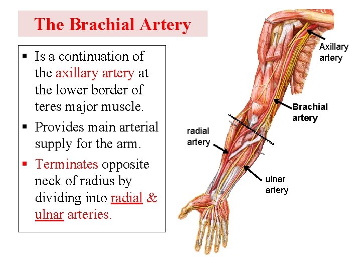 The Brachial Artery § Is a continuation of the axillary artery at the lower