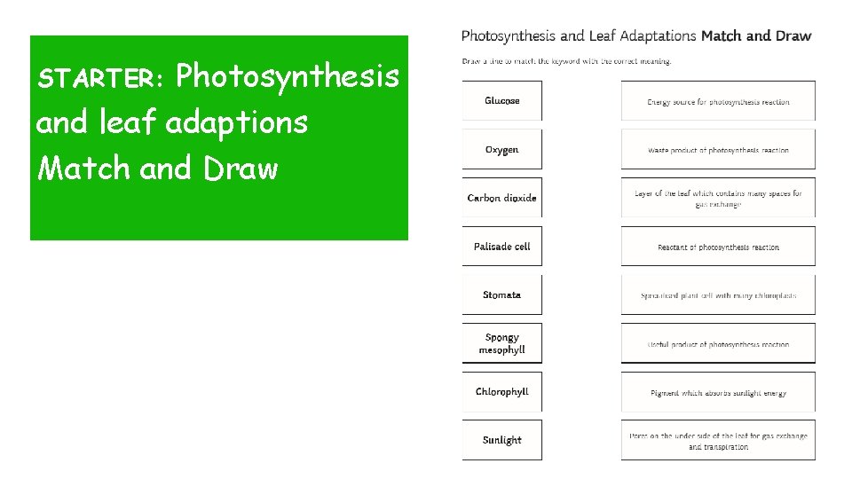 Photosynthesis and leaf adaptions Match and Draw STARTER: 