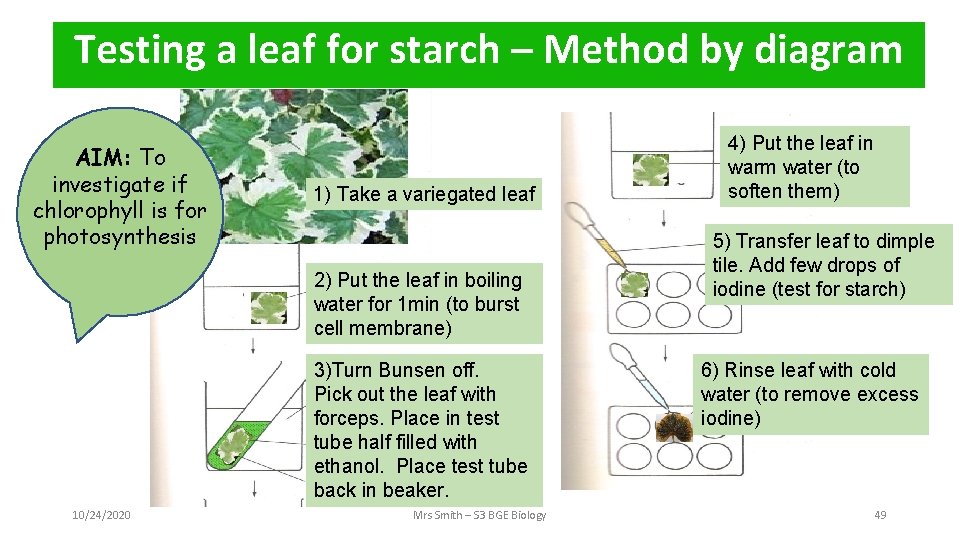 Testing a leaf for starch – Method by diagram AIM: To investigate if chlorophyll