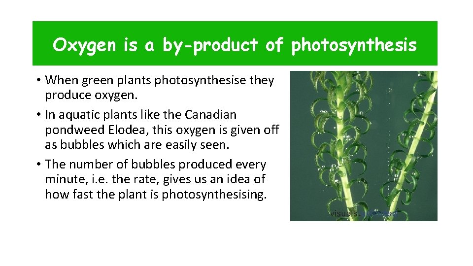 Oxygen is a by-product of photosynthesis • When green plants photosynthesise they produce oxygen.