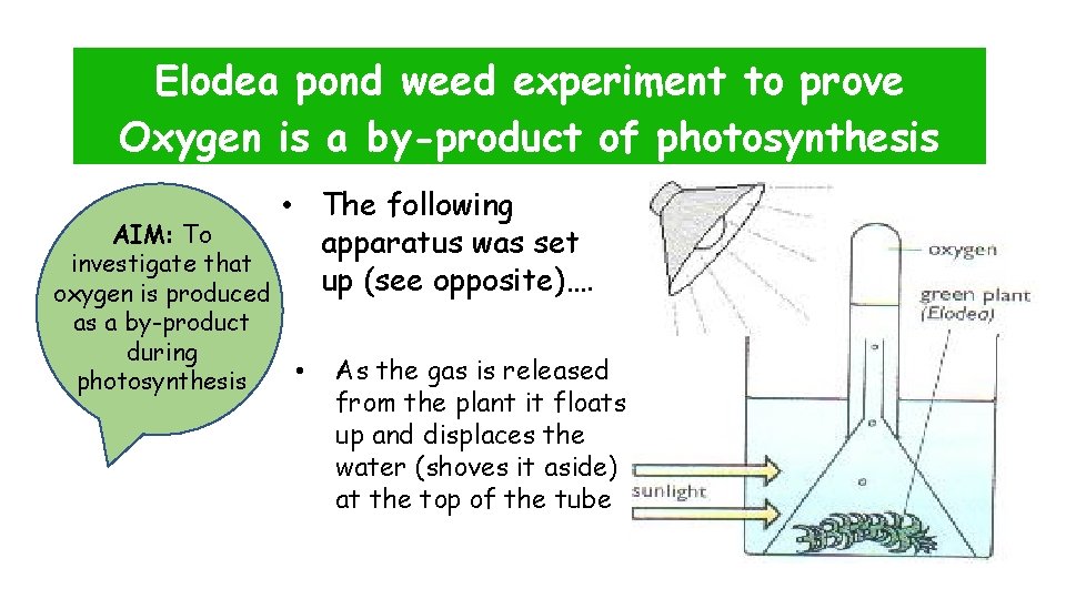 Elodea pond weed experiment to prove Oxygen is a by-product of photosynthesis AIM: To
