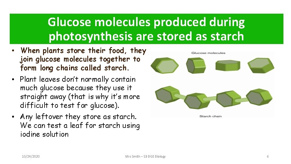 Glucose molecules produced during photosynthesis are stored as starch • When plants store their