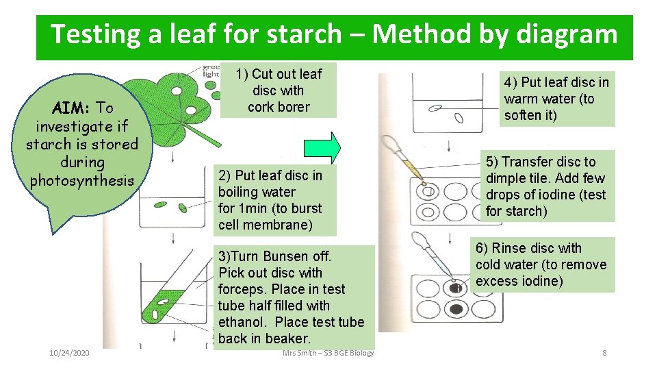 Testing a leaf for starch – Method by diagram AIM: To investigate if starch