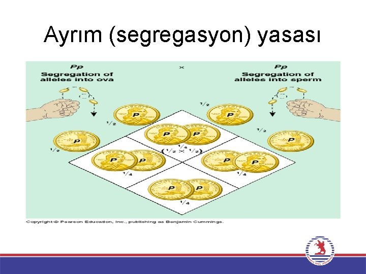 Ayrım (segregasyon) yasası 