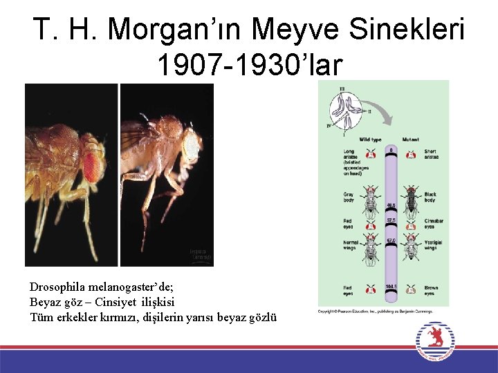 T. H. Morgan’ın Meyve Sinekleri 1907 -1930’lar Drosophila melanogaster’de; Beyaz göz – Cinsiyet ilişkisi