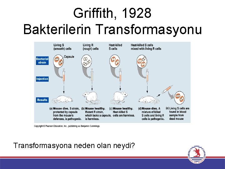Griffith, 1928 Bakterilerin Transformasyonu Transformasyona neden olan neydi? 
