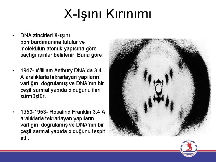 X-Işını Kırınımı • DNA zincirleri X-ışını bombardımanına tutulur ve molekülün atomik yapısına göre saçtığı