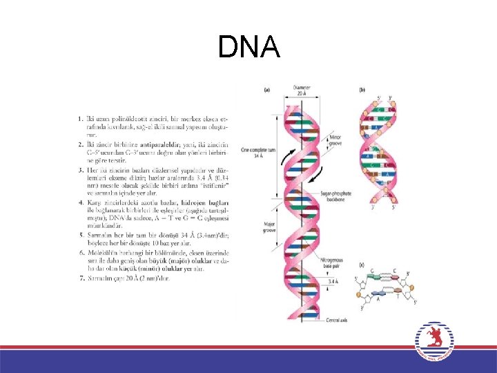 DNA 