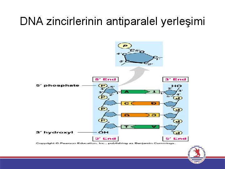 DNA zincirlerinin antiparalel yerleşimi 