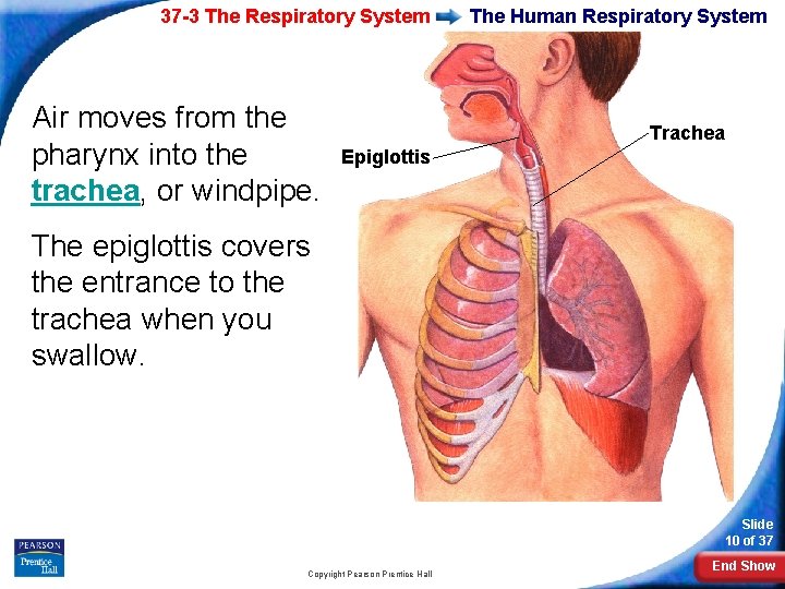 37 -3 The Respiratory System Air moves from the pharynx into the trachea, or