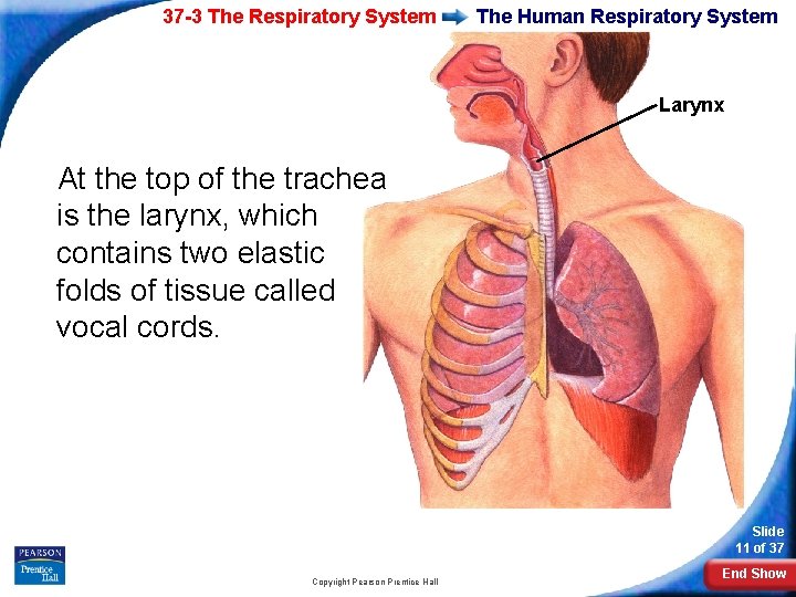 37 -3 The Respiratory System The Human Respiratory System Larynx At the top of