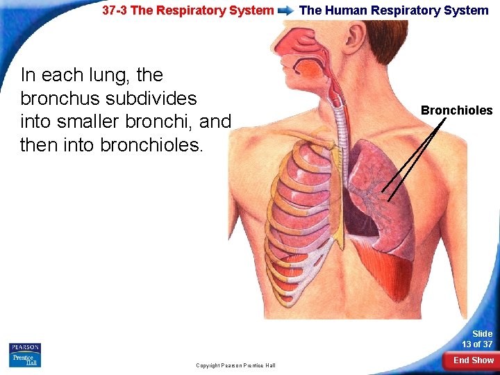 37 -3 The Respiratory System In each lung, the bronchus subdivides into smaller bronchi,