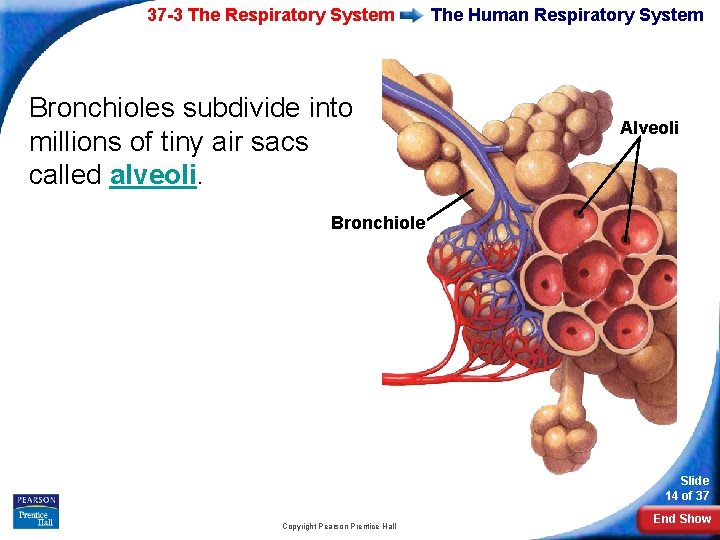 37 -3 The Respiratory System Bronchioles subdivide into millions of tiny air sacs called