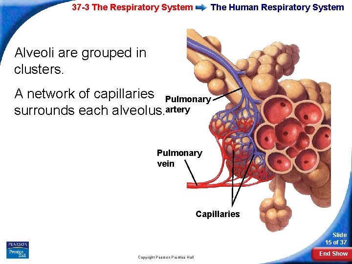 37 -3 The Respiratory System The Human Respiratory System Alveoli are grouped in clusters.