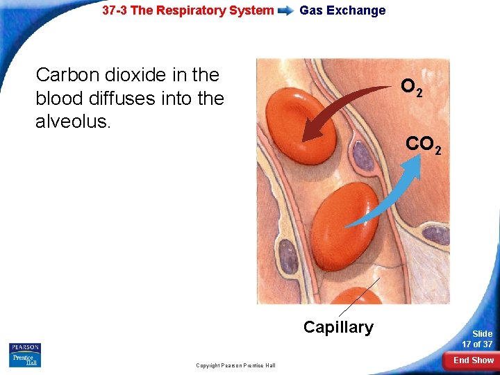 37 -3 The Respiratory System Gas Exchange Carbon dioxide in the blood diffuses into