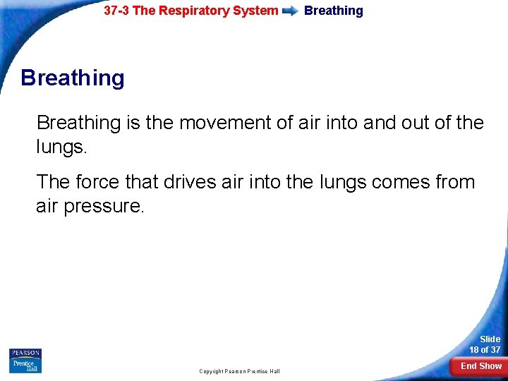 37 -3 The Respiratory System Breathing is the movement of air into and out