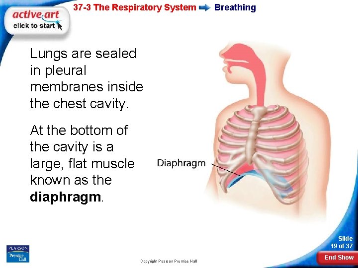 37 -3 The Respiratory System Breathing Lungs are sealed in pleural membranes inside the