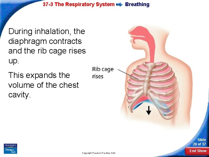 37 -3 The Respiratory System Breathing During inhalation, the diaphragm contracts and the rib