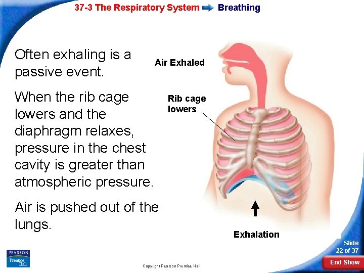 37 -3 The Respiratory System Often exhaling is a passive event. Breathing Air Exhaled