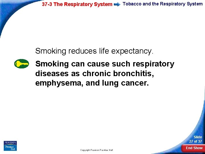 37 -3 The Respiratory System Tobacco and the Respiratory System Smoking reduces life expectancy.