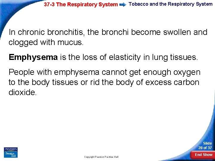 37 -3 The Respiratory System Tobacco and the Respiratory System In chronic bronchitis, the