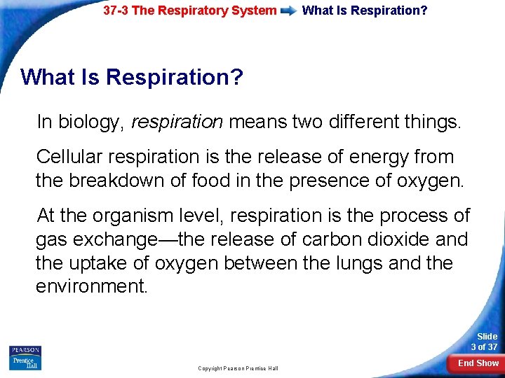 37 -3 The Respiratory System What Is Respiration? In biology, respiration means two different