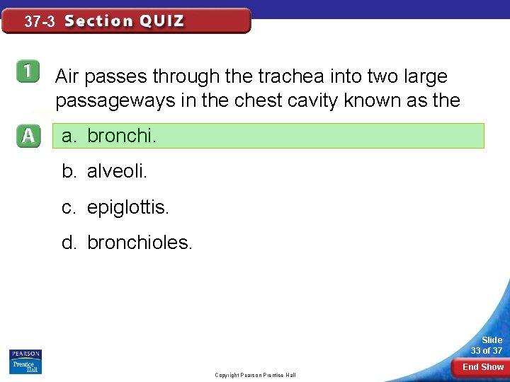 37 -3 Air passes through the trachea into two large passageways in the chest