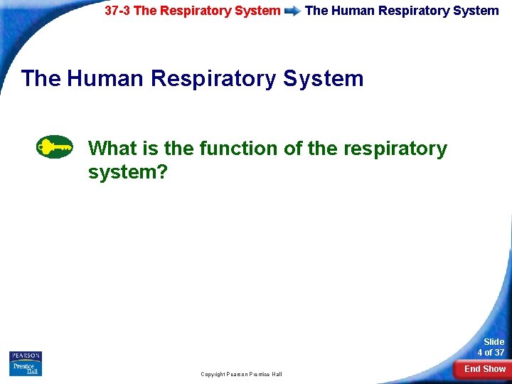 37 -3 The Respiratory System The Human Respiratory System What is the function of
